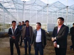 德丰利达投资翠王薯叶农业项目初具规模
